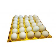 Násadové vejce - Kalimero Green