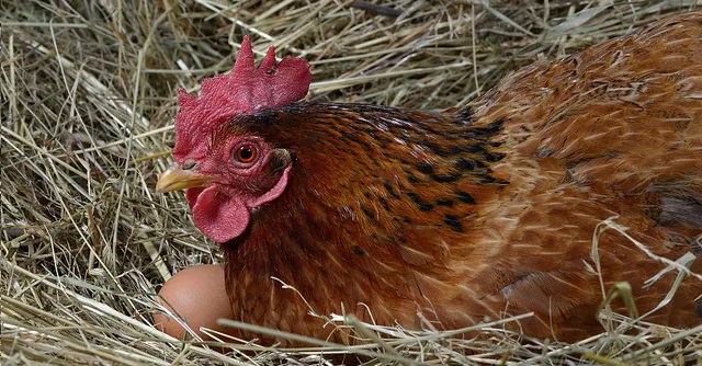 Snášení vajec do hnízda
