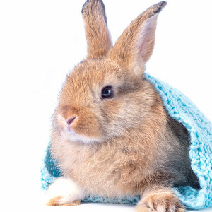 Jak pečovat o králíka v zimě?